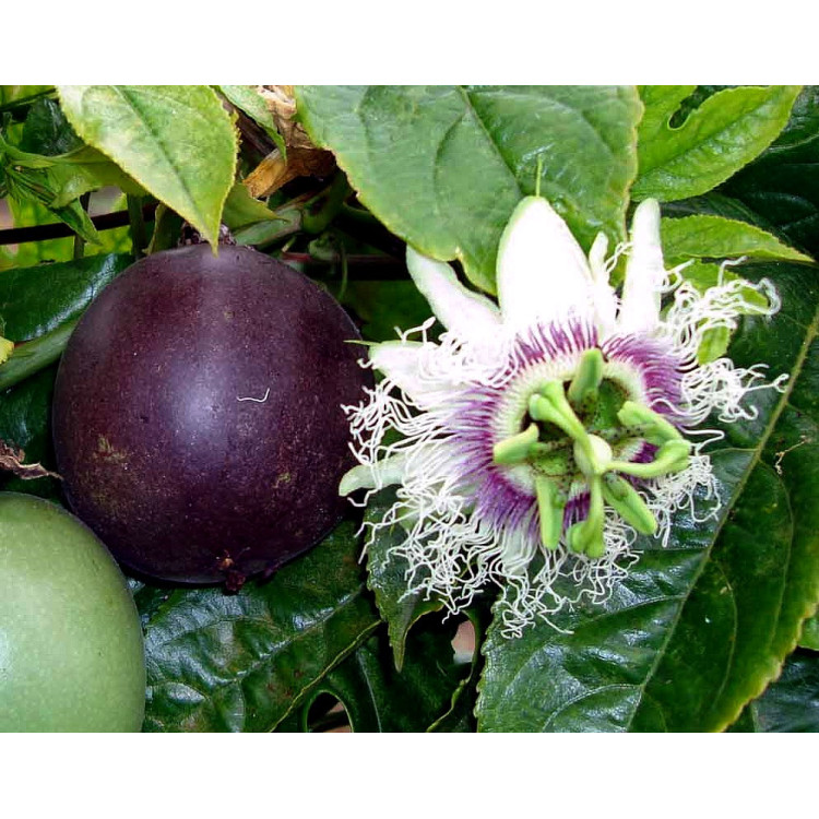 Passiflora edulis - Mučenka jedlá Balení obsahuje 5 semen