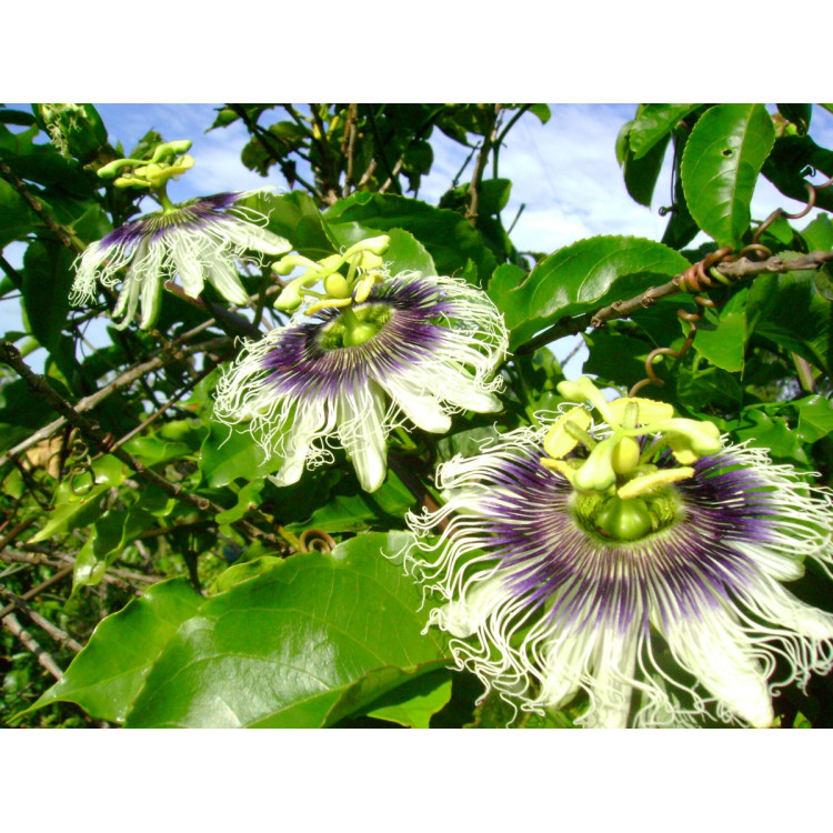 Passiflora edulis - Mučenka jedlá Balení obsahuje 5 semen