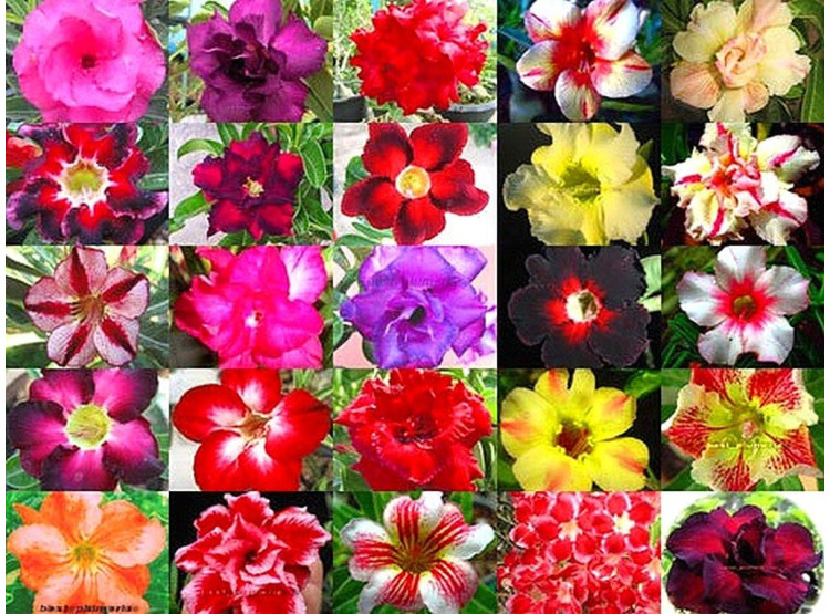Adenium obesum - mix barev ♣ Balení obsahuje 50 semen