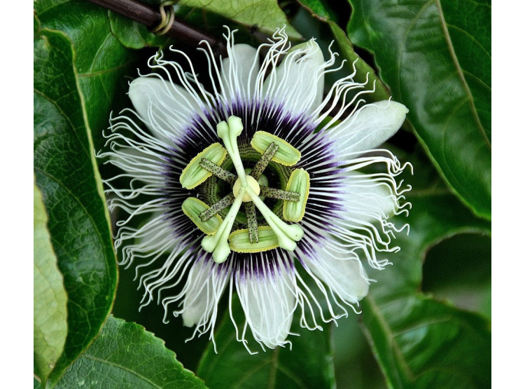 Passiflora edulis - Mučenka jedlá Balení obsahuje 5 semen